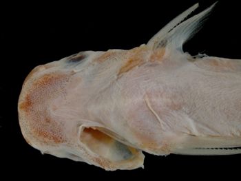 Media type: image; Ichthyology 27270